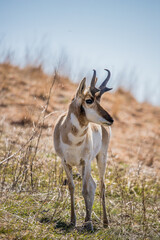 pronghorn antelope in prairie field 