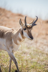 male pronghorn antelope in field 