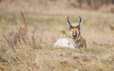 Naklejka na ściany i meble male pronghorn antelope in field 