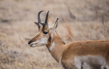 male pronghorn antelope in field 