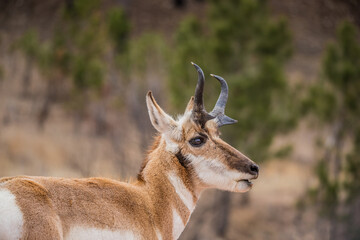 male pronghorn antelope in field 