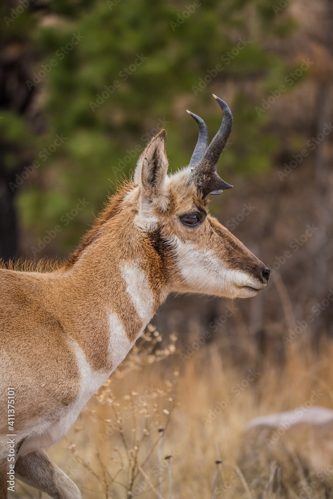 Sticker male pronghorn antelope in field