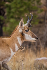 Naklejka na ściany i meble male pronghorn antelope in field 
