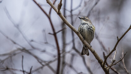 Songbird on tree branch perch