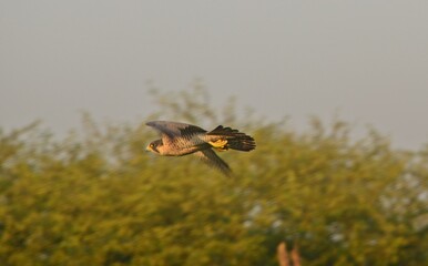 peregrine falcon