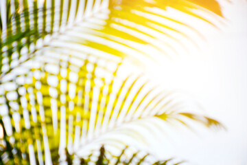blurred of tropical palm leaves with sunlight backgrounds