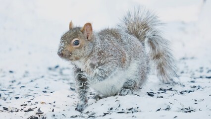 Cute brown squirrel food hunting in winter scene