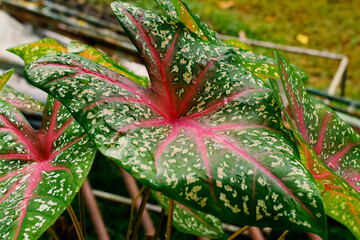 Close up view bicolor caladium in red and green leaf. Caladium with redbone.
