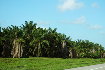 Obraz premium Palm oil plantation