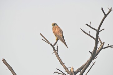 common kestrel