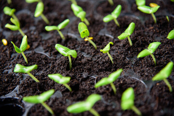 Closesup to little Sapling on Nursery tray
