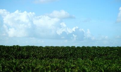 Palm oil plantation