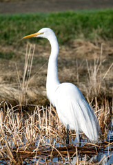 A large white egret up close in San Jacinto wildlife area in Riverside, California