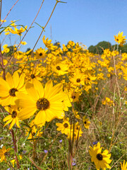 Obraz premium field of wildflowers