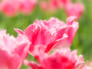 希少なチューリップ