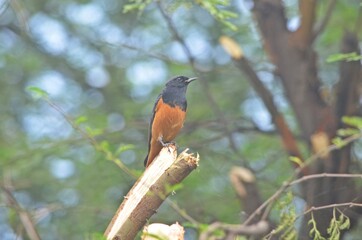 black redstart