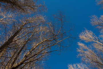 leafless trees
