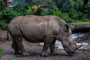 Rhino Portrait 4 
