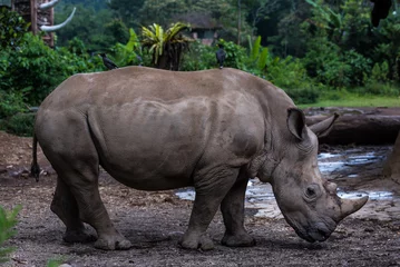 Foto op Plexiglas Rhino Portrait 4  © HongKi