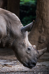 Rhino Portrait 1 © HongKi