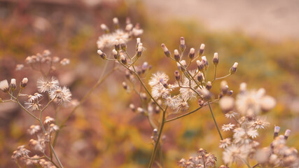 Naklejka premium photo of artistic grass flower in the garden