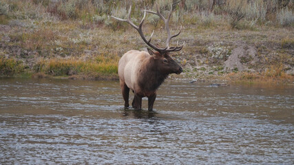 an elk bull drinking from the madison river at yellowstone national park