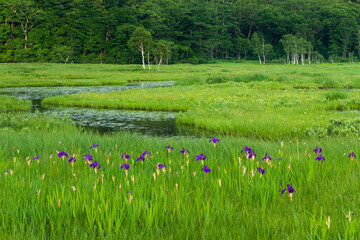 片品村　夏の尾瀬ヶ原