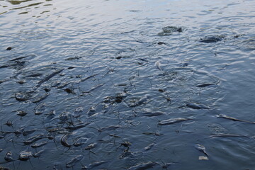 Lake monster Giant Cat fishes in a lake with open mouth