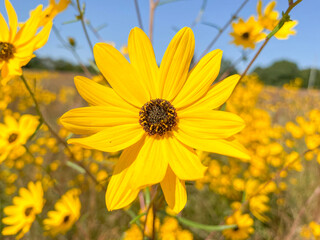 yellow flowers on blue background