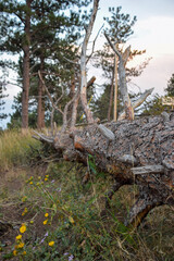 fell dead old tree in the forest