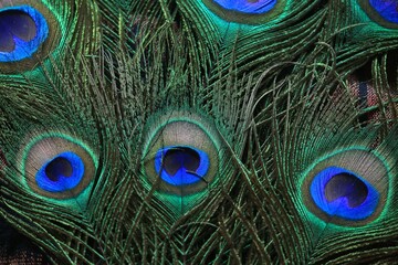 peacock feather details for fashion and decoration