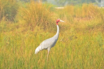 Obraz premium sarus crane