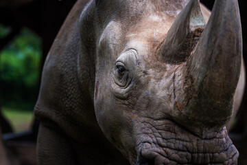 Fototapeta premium Rhino Portrait 6 - Head Shot