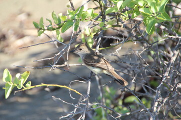 Small finch in the Galapagos Islands.