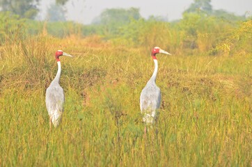 Fototapeta premium sarus crane