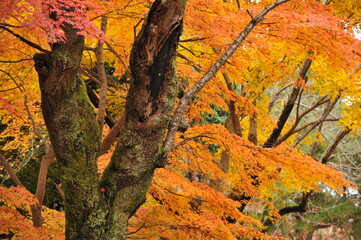 オレンジ色の紅葉