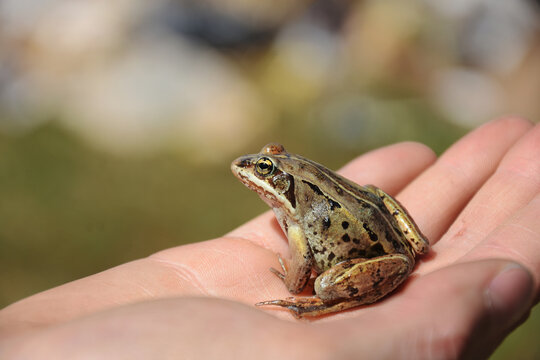 A close up image of a small frog in the hand of young girl.