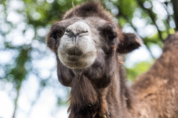 Fototapeta premium Camel - head shot 1