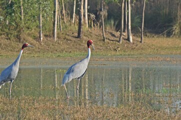 sarus crane