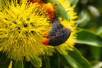 rainbow lorikeet eating nectar the flowers of the golden penda tree (Xanthostemon chrysanthus) licking
