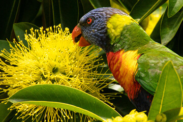 a rainbow lorikeet eating nectar the flowers of the golden penda tree © QuickStartProjects