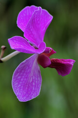 The beauty of the orchid in full bloom. This orchid plant is widely cultivated for ornamental plants.