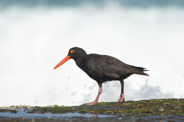 one oystercatcher on the rock water's edge Sunshine Coast Australia