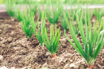 Beds with young onions, rows of green onions. Spring garden plants - Image