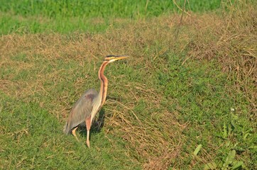 Fototapeta premium goliath heron