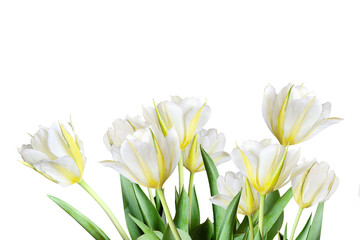 Spring bouquet of white and yellow tulips in a high key isolated on white background - beautiful floral background with copyspace for text