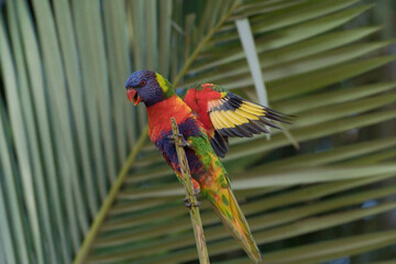 one rainbow lorikeet on the palm leaf tropical 