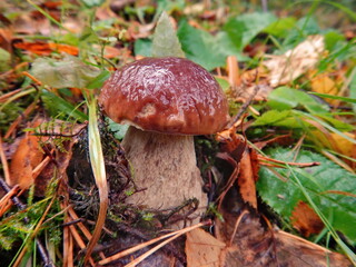 Russia. Karelia. Mushrooms on one of the many islands on the northern coast of Lake Ladoga. White mushroom (boletus).