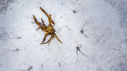 Top down view at a single tree trunk in a frozen lake, captured from above by a drone.