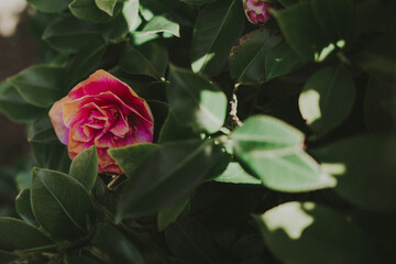 pink rose in the garden